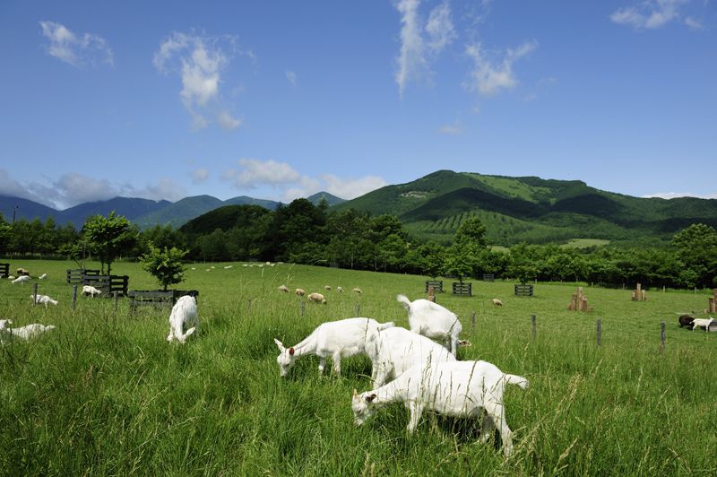 rừng Tokachi Millennium 1